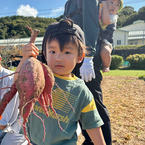しもおおり保育園いもほり